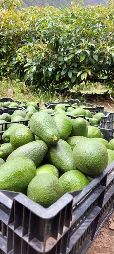 crates filled with green avocados sitting on the ground