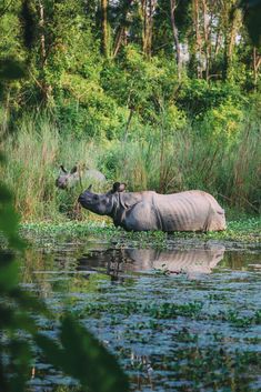 a rhino is standing in the water near some grass and trees, while another hippopotamus looks on