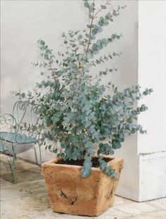 a potted plant sitting on top of a tiled floor next to a chair and table