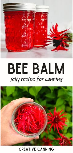 bee balm recipe with red flowers in the background and text overlay that reads, bee balm jelly recipe for canning