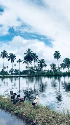 several ducks are swimming in the water near palm trees and an island with grass on it