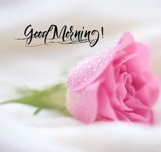 a pink rose sitting on top of a white sheet with the words good morning written above it