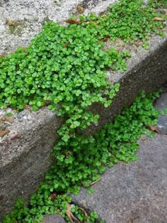 small green plants growing in between two concrete blocks