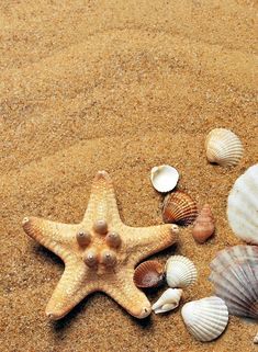 several seashells and starfish on the sand