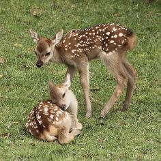 two baby deers are sitting in the grass together and one is looking at its mother