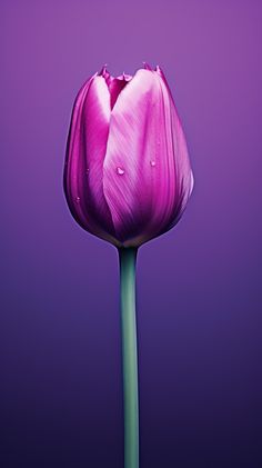 a single purple tulip with water droplets on it's petals against a purple background