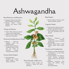 Meet Ashwagandha: your ultimate adaptogenic ally! 🌿✨ Known as the ‘King of Herbs,’ this powerhouse helps reduce stress, boost energy, and enhance vitality. 💪💚 Perfect for supporting mental clarity and overall wellness, Ashwagandha is a staple in Ayurveda for a reason. How do you like to incorporate this super herb into your daily routine? Share your tips below! 💬🌟 #Ashwagandha #Adaptogens #HerbalWellness #NaturalHealing #StressRelief #EnergyBoost #HolisticHealth #AyurvedicHerbs #HealingHer... Reducing Cortisol Levels, Sleep Support, Reduce Cholesterol, Ayurvedic Herbs, Thyroid Hormone, Cortisol Levels, Improve Focus, Improve Memory, Reproductive Health