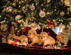 four puppies are sitting under the christmas tree