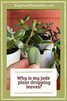 a hand holding a plant with the words why is my jade plant dropping leaves?