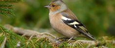 a bird sitting on top of a tree branch next to green grass and pine needles