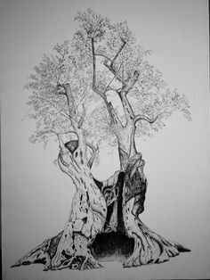 a pencil drawing of an old tree