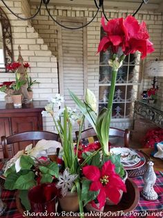 a dining room table set for christmas with red flowers and greenery in the center