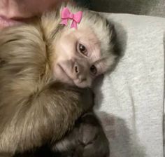 a woman holding a baby monkey with a pink bow on it's head in her arms