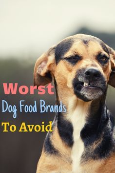 a dog with the words worst dog food brands to avoid