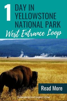 bison grazing in the grass with text reading 1 day in yellowstone national park west entrance loop