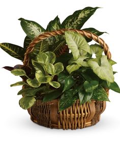 a basket filled with lots of green plants