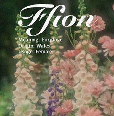 an image of flowers with the words flon in white writing on it's front cover