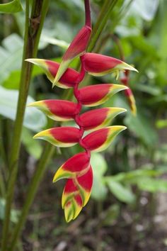 red and yellow flowers with green leaves in the background