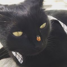 a black cat with yellow eyes and a lady bug on it's nose looking at the camera