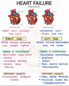 an image of the human heart and its functions in each part of the body, as well as other parts