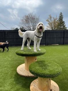 a white dog standing on top of a green tree stump in a yard next to two dogs