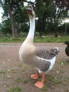 a goose standing on the ground next to another bird