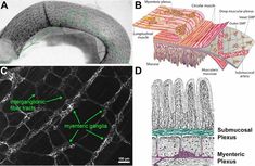 (2) (PDF) Enteric Glia Neural Network, Free Sample, Nervous System, Pdf Download, Wall