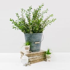 a potted plant sitting on top of some books