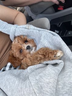 a small brown dog laying on top of a blanket in the back of a car