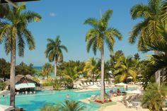 an outdoor swimming pool surrounded by palm trees