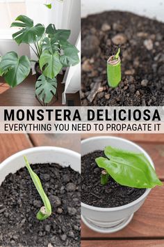 a collage of photos showing different stages of growing plants and the words, monstera deliciasa everything you need to propagate it