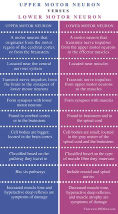 the differences between upper and lower motor neurons