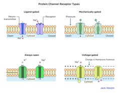 two diagrams showing the stages of protein - based reproductional resections, and how they work