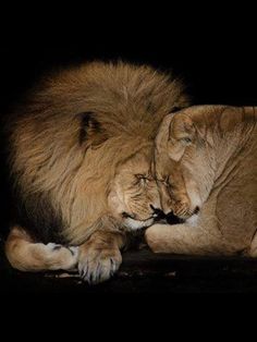 two lions cuddling together in the dark