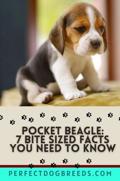 The only thing cuter than a Beagle is a Pocket Beagle and Perfect Dog Breeds looks at the Pocket Beagle including 7 bite sized facts you need to know about this breed. Learn exactly what a Pocket Beagle is as well as details of this breed's appearance including how big this pooch gets. Get 7 fun facts about the miniature Beagle and what their personality and temperament is like too. See how best to train and care for a Pocket Beagle to have them in best health. All these details and more here. Pocket Beagle Puppies, Mini Beagle, Miniature Beagle, Teacup Dog Breeds, Teacup Pug, Beagle Breeds, Pocket Beagle, Tea Cup Poodle, Pocket Pet