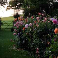 many different colored flowers are growing in the grass near a fence and some green trees