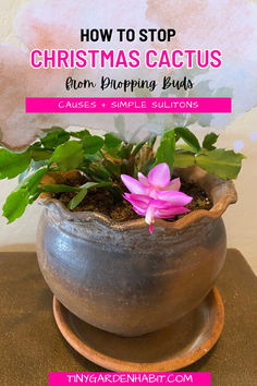 a potted plant sitting on top of a wooden table with text overlay reading how to stop christmas cactus blooming buds