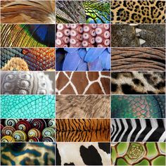 many different patterns and colors are shown in this collage with the same animal's fur