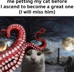 a cat with an octopus hat on it's head and the caption reads, me petting my cat before i ascend to become a great one 1 will miss him