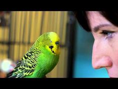 a green and yellow parakeet sitting on the arm of a woman