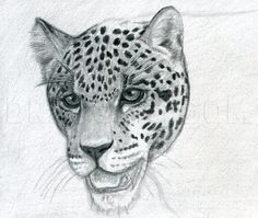 a pencil drawing of a leopard's face