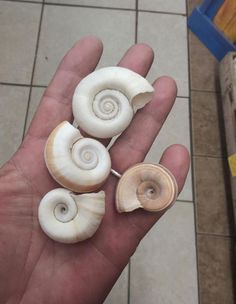 three sea shells sitting on top of a person's hand in front of a tile floor