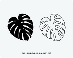 two black and white tropical leaves on a light blue background with the text svg - jp