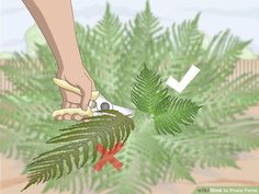 a person cutting a plant with scissors on the ground in front of some bushes and trees