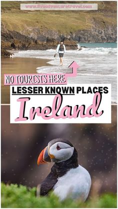 a bird sitting on top of a lush green field next to the ocean with text overlay that reads, no tourists here less known places in ireland