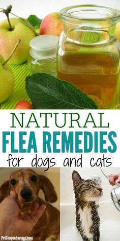 natural flea remedies for dogs and cats