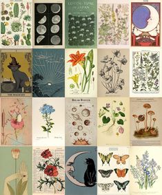 a collage of different types of flowers and plants