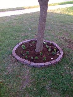 a small tree is growing in the middle of a brick circle around a planter