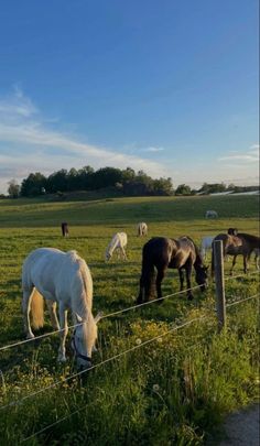 several horses are grazing in the grass behind a barbed wire fence on a sunny day