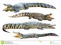 three crocodiles with open mouth and closed mouths on white background stock photo - image